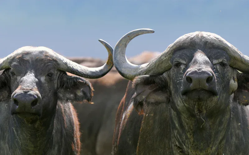 The Buffalo of Botlierskop