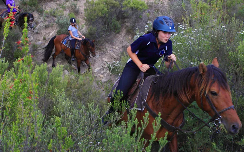 The History of Botlierskop Horses
