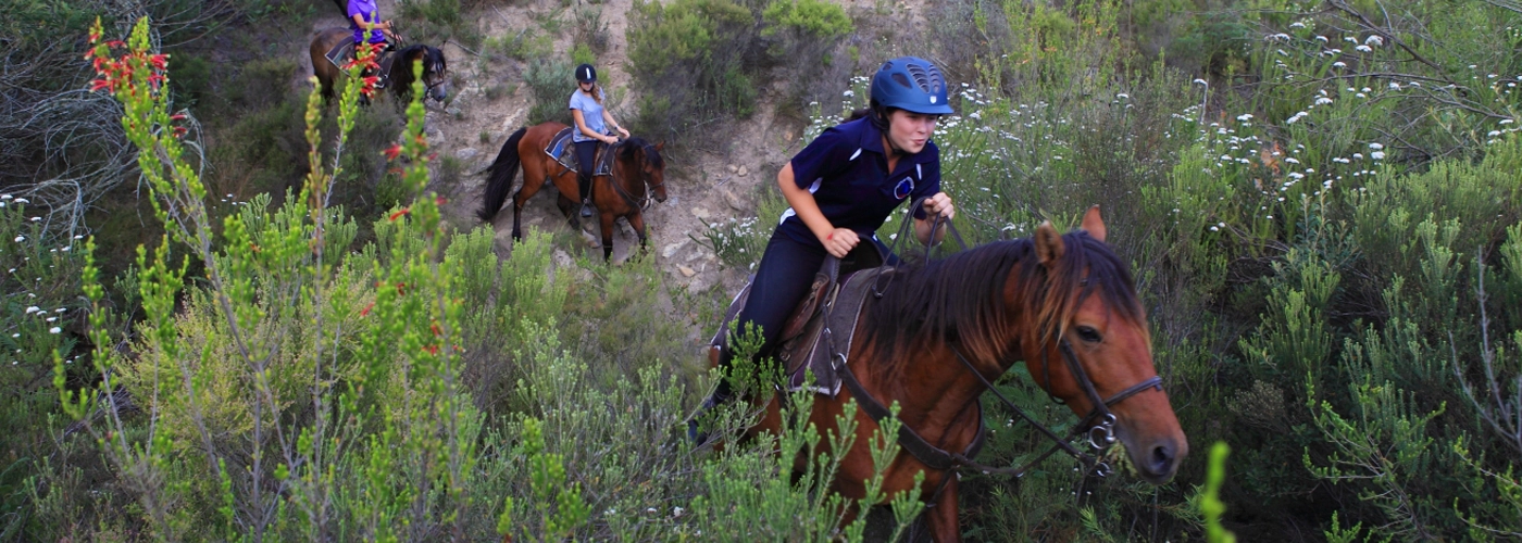 The History of Botlierskop Horses