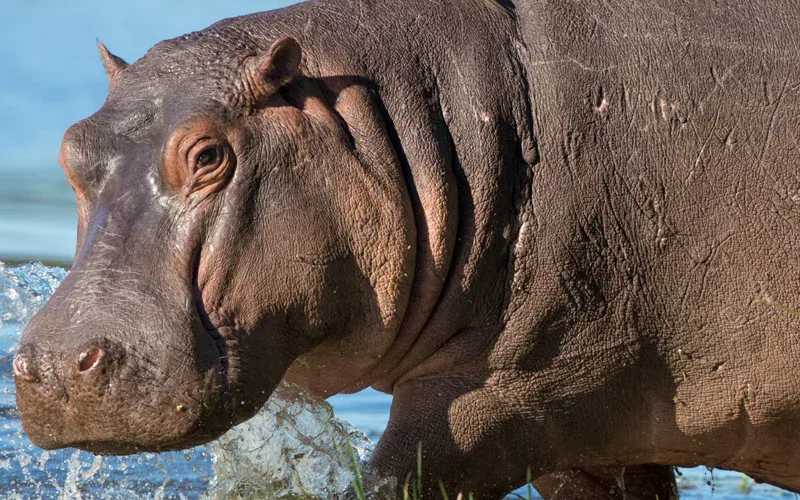 Meet Botlierskop’s New Hippos