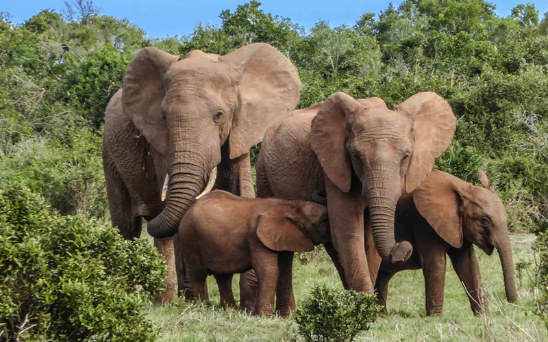 Releasing Elephants Into The Wild