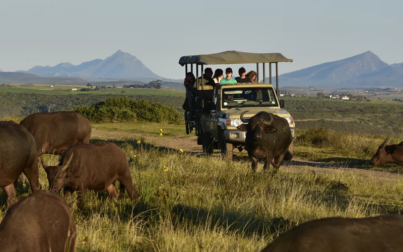 Guided Game Drives