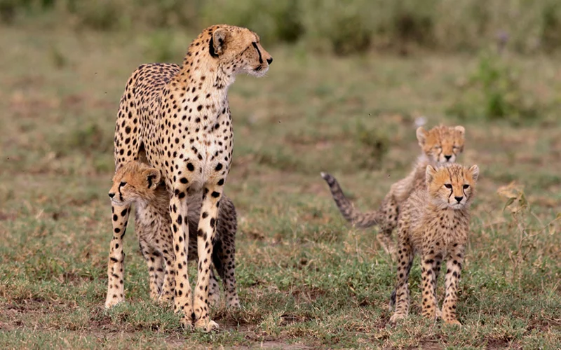 New Life for Cheetah Cubs