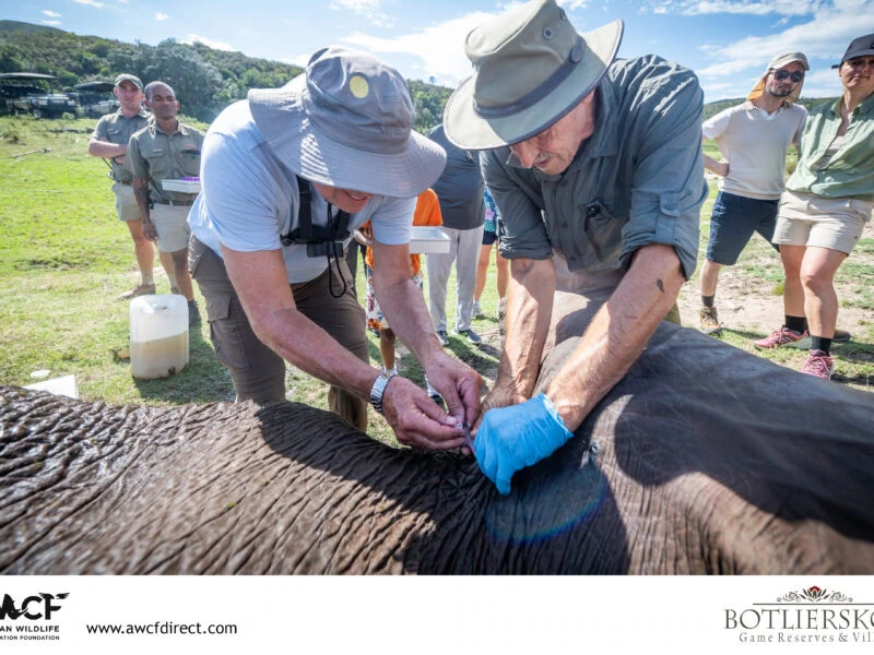 Veterinary team working on an elephant during a conservation-focused Vet Safari at Botlierskop Game Reserve, surrounded by onlookers learning about wildlife care. The image highlights the collaborative effort to support elephant health and conservation initiatives