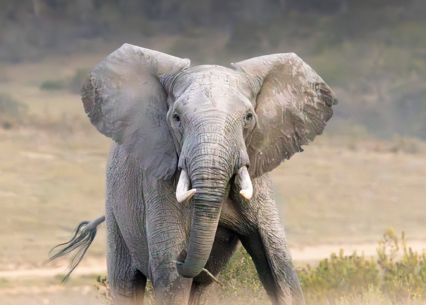 ELEPHANT VILLAGE LODGE PAGE