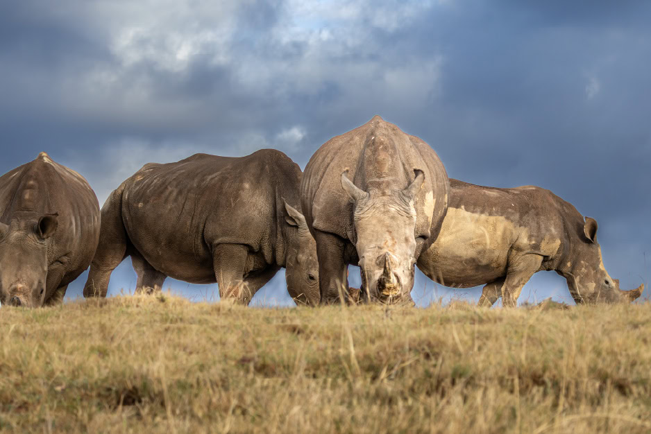 Rhinos