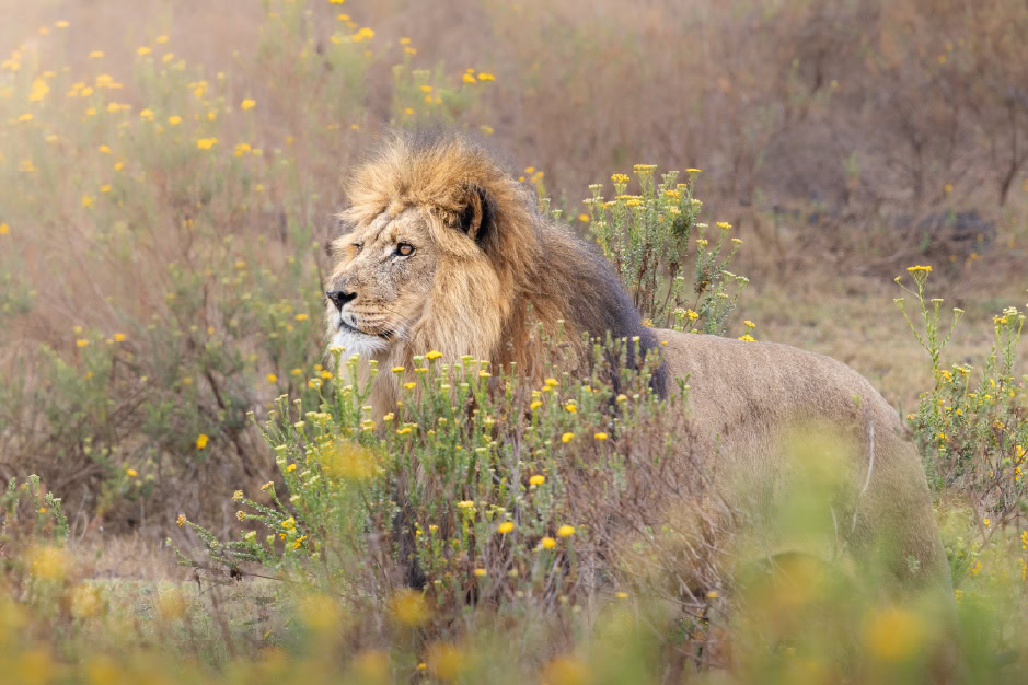 Private Sundowner Game Drives