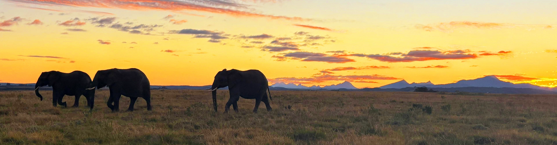 Safari Game Reserve Questions Answered