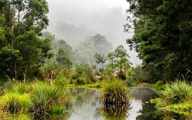 Yellowwood Trees Restoring Ancient Forests