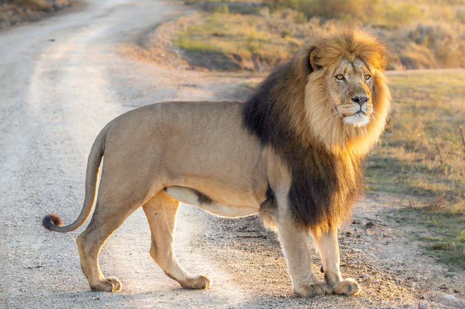 VILLAGE LODGE PACKAGES LION