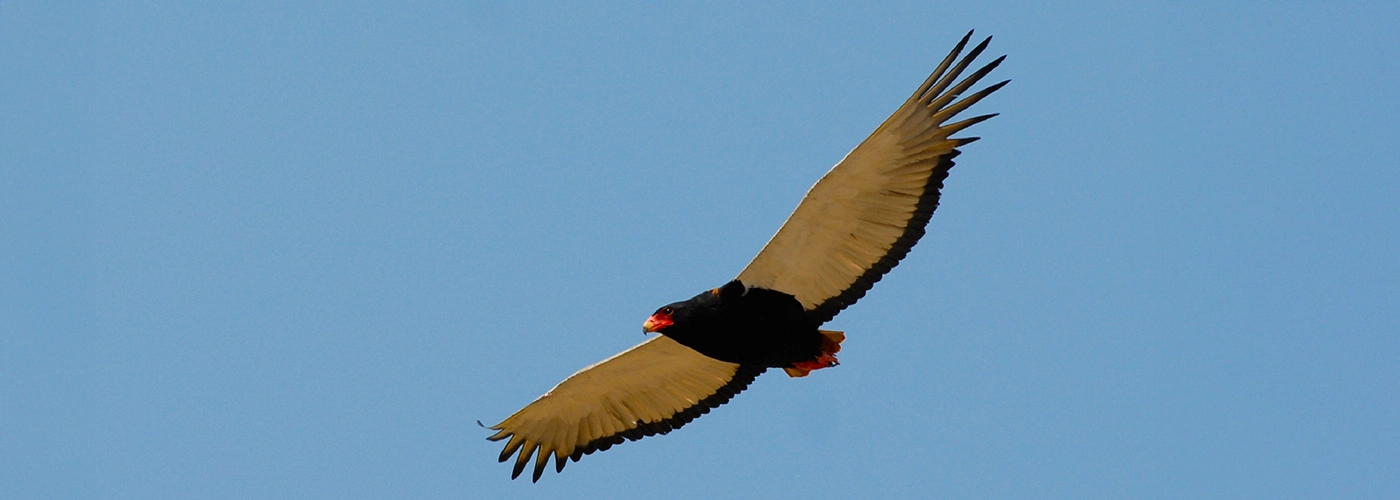 Bateleur