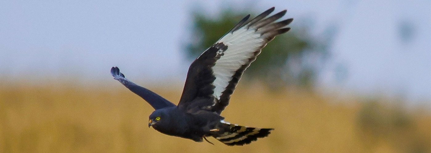 Black Harrier