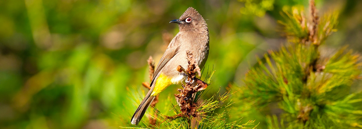 Cape Bulbul