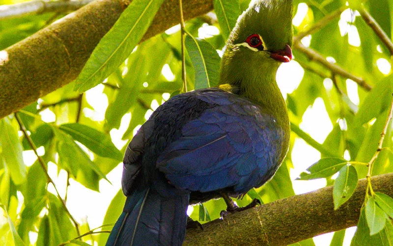 Colourful bird perched on tree branch