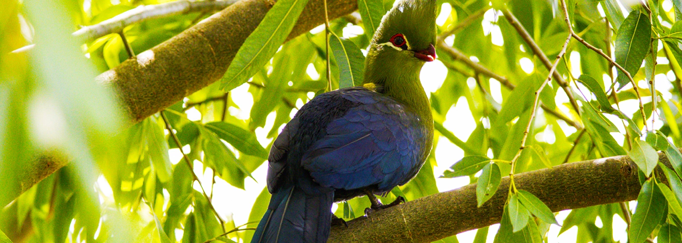 Colourful bird perched on tree branch