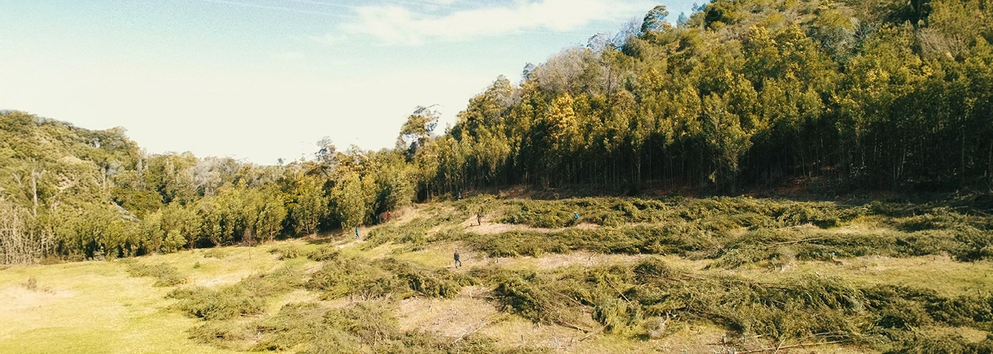Invasive Plant Removal