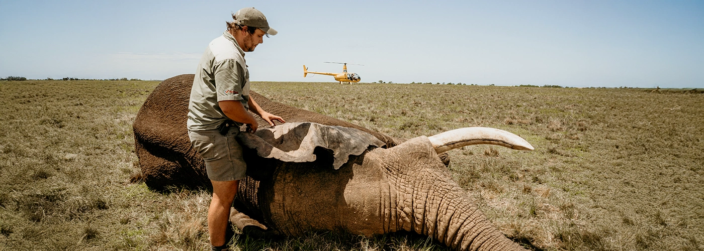 AWCF and Veterinary safaris