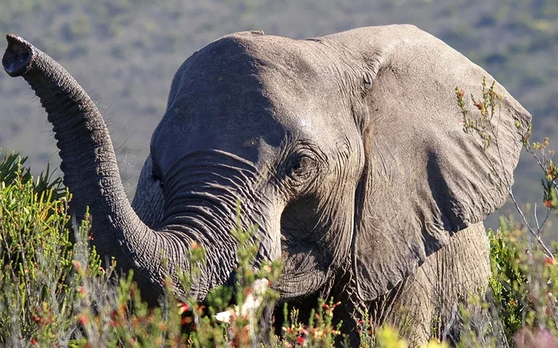 World Earth Month at Botlierskop