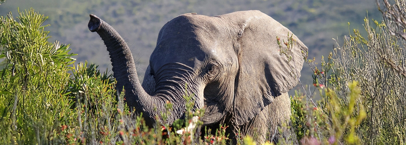 World Earth Month at Botlierskop