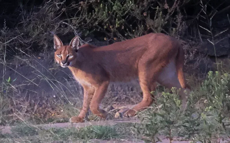 Caracals Rooikat at Botlierskop