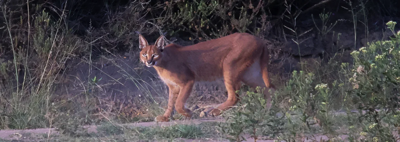 Caracals Rooikat at Botlierskop