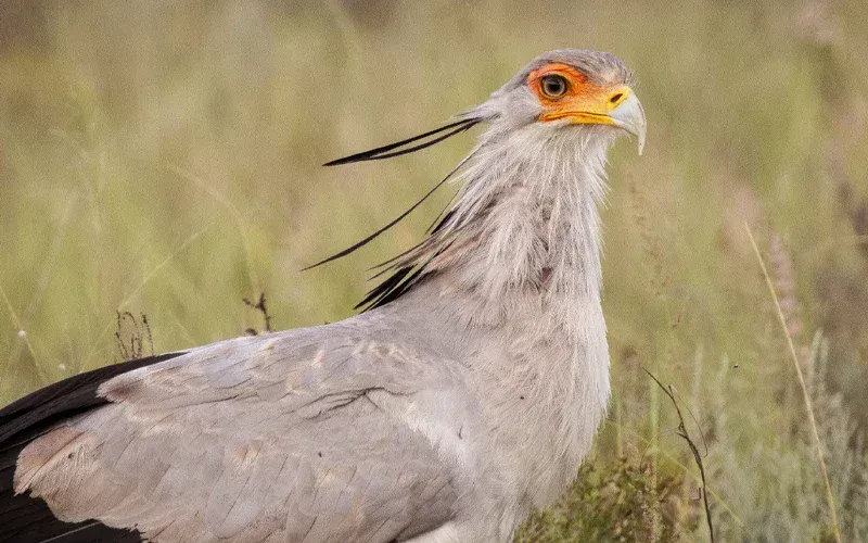 Endangered Secretary Bird in its natural habitat at Botlierskop