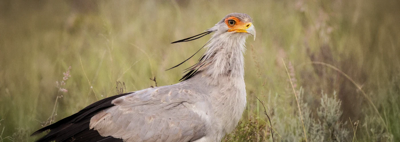 Endangered Secretary Bird in its natural habitat at Botlierskop