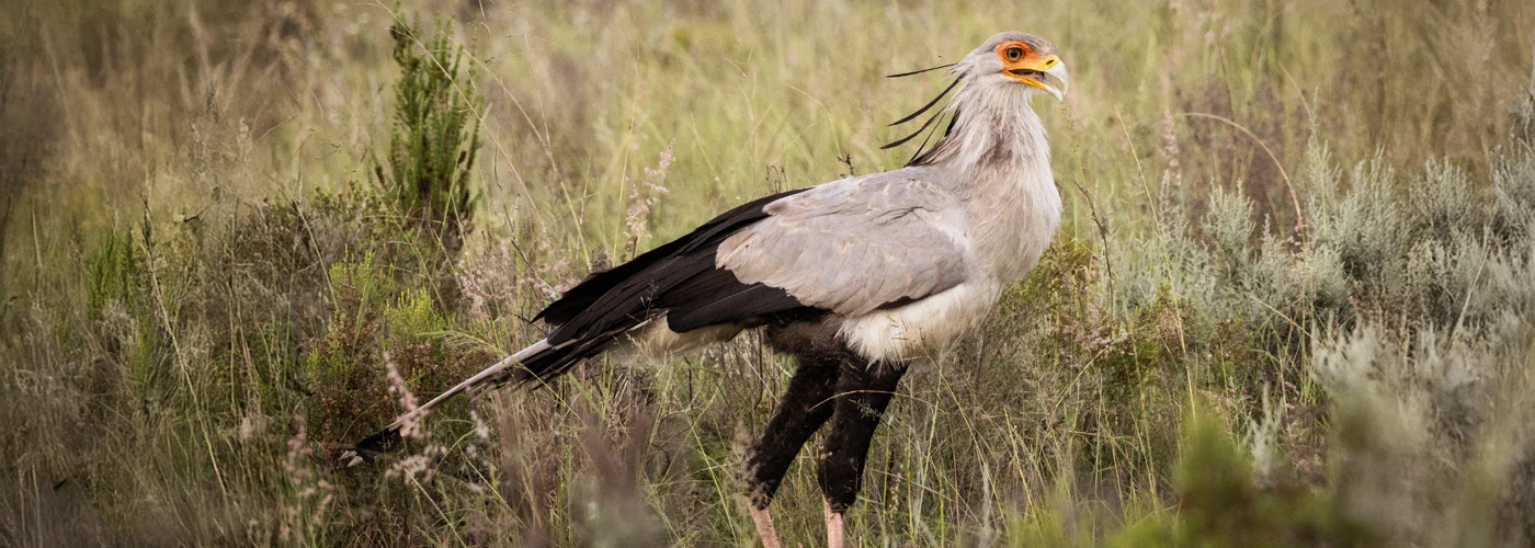 Secretary Bird scanning the veld for prey in South Africa