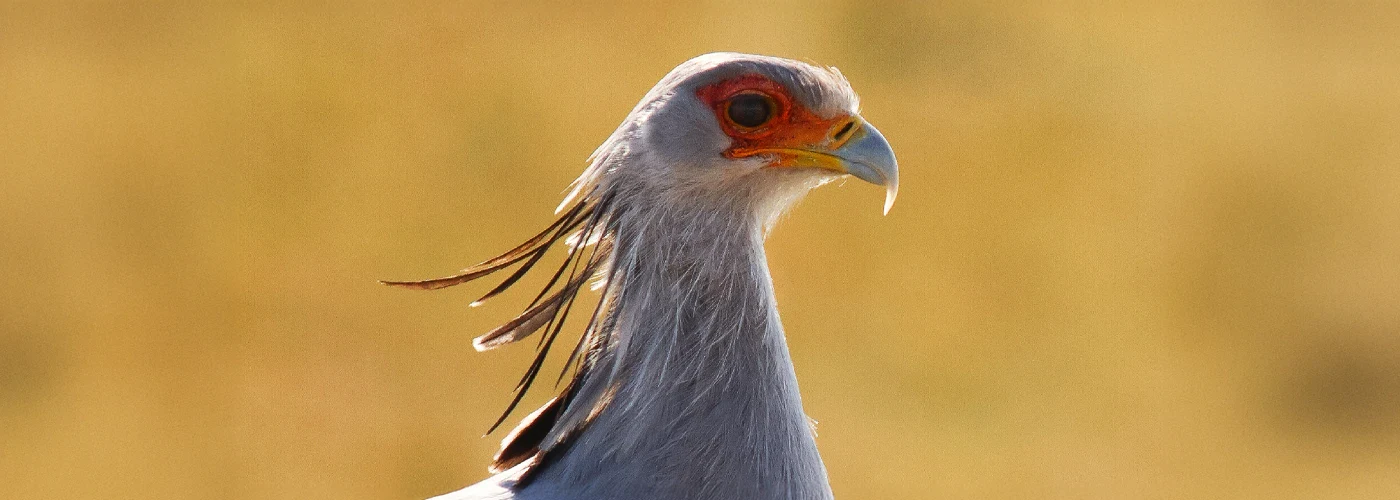 Secretary Bird walking through grassland at Botlierskop Game Reserve
