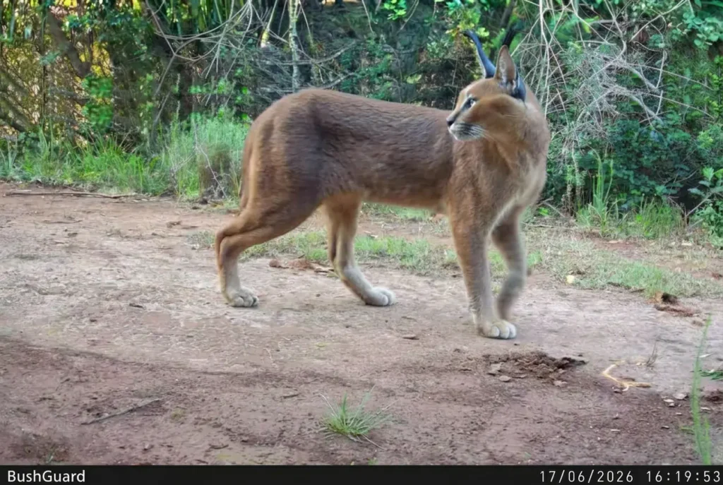 Caracal captured on a camera trap at Botlierskop