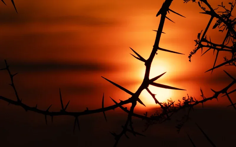 Conservation After Dark at Botlierskop Game Reserve
