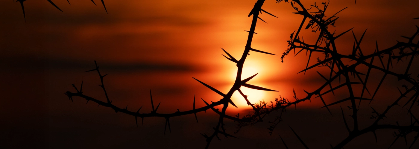 Conservation After Dark at Botlierskop Game Reserve