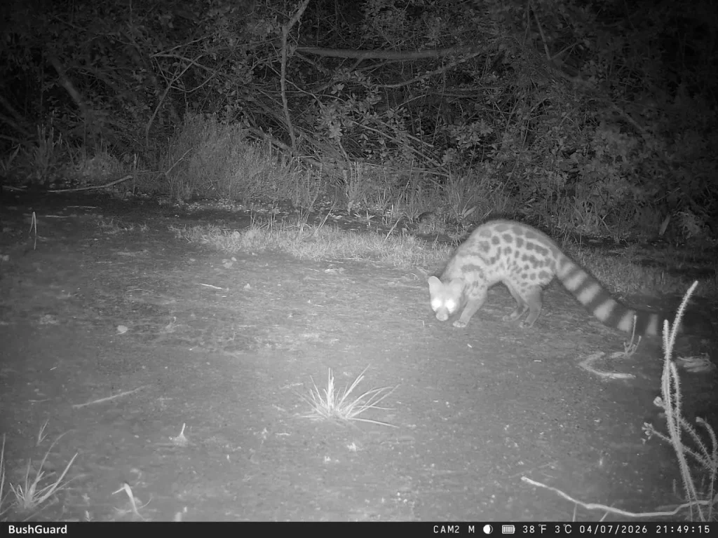 Caracal captured on a camera trap at Botlierskop