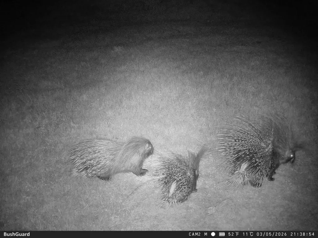 Porcupine recorded during wildlife research at Botlierskop