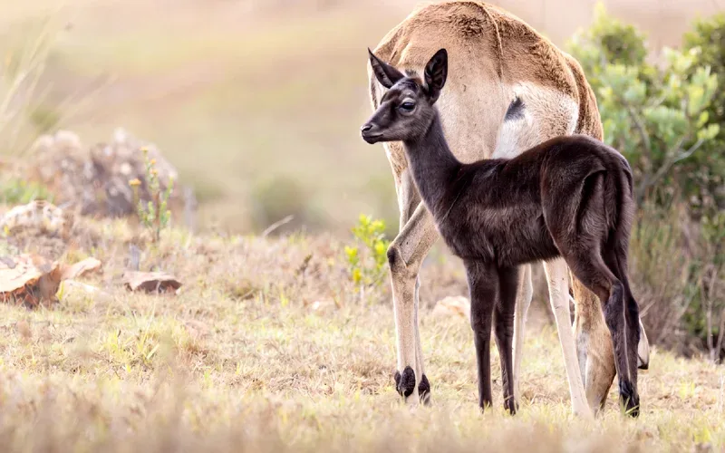 Conservation Spotlight The Rare Black Impala
