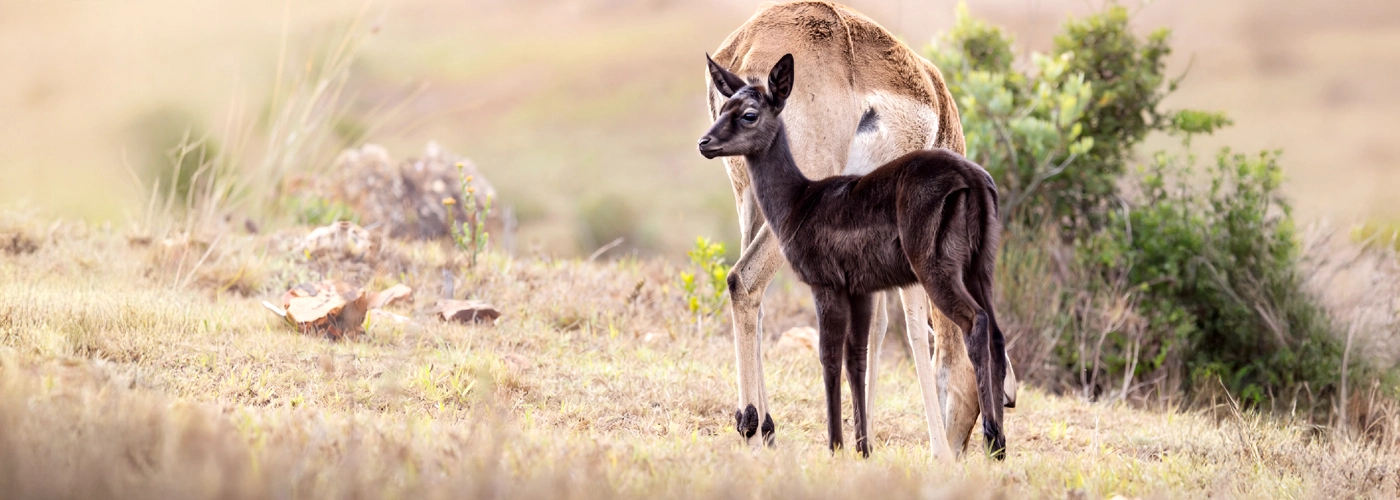 Conservation Spotlight The Rare Black Impala
